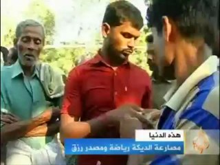 مصارعة الديكة رياضة ومصدر رزق