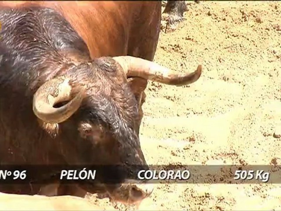 SORTEO TOROS 26 ABRIL