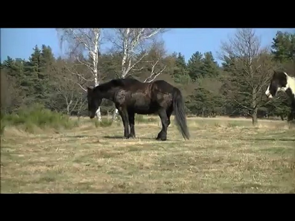Arrivée d'Ondine au Serena Ranch