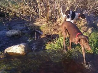 Petite balade avec les guidounes