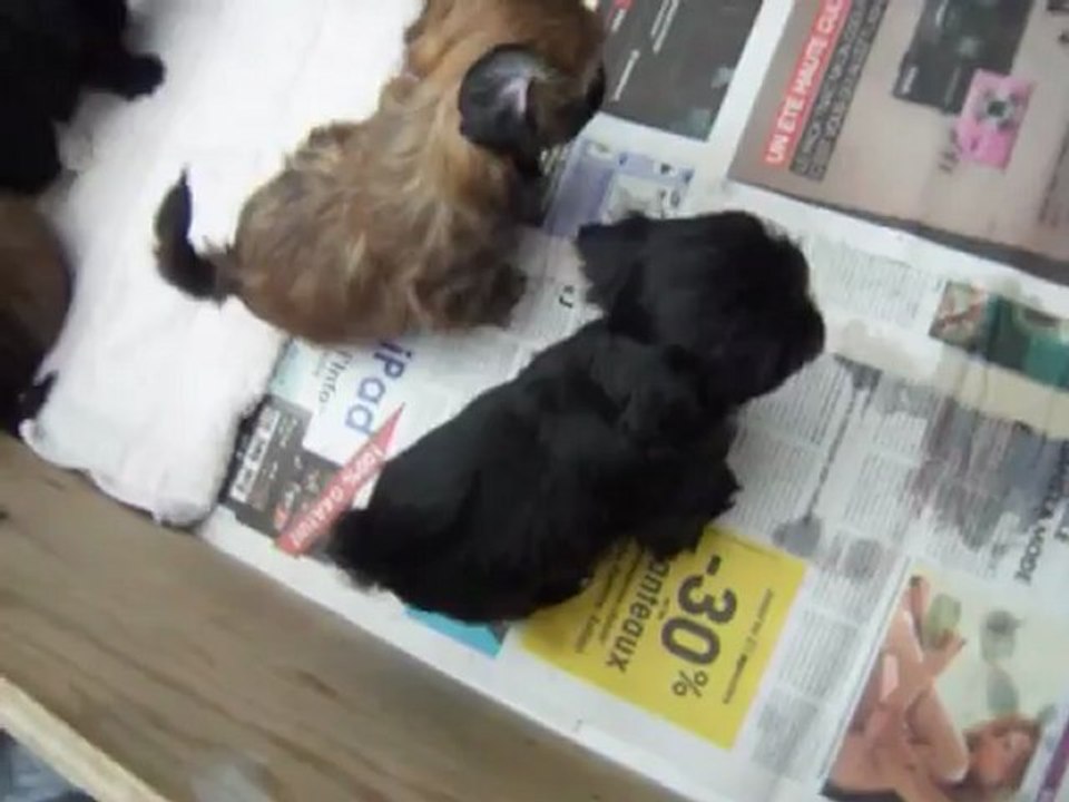 BB DE DUCHESSE ET DE FEE-LOU LE 26/04/12
