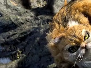 PROKOFIEV'S Peter and the wolf