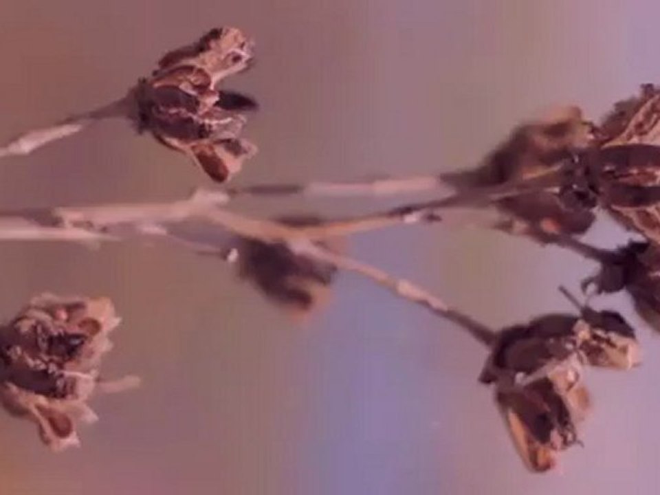 Asahi Takumar 135mm f3.5 Test on a Canon 5D,  HD-DSLR Tech Deck Review!