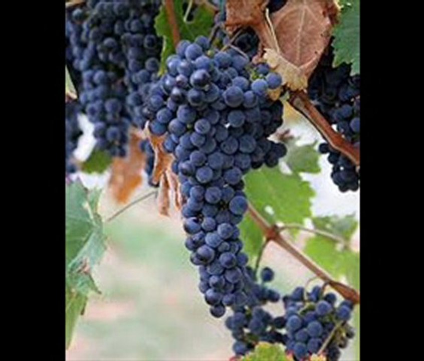 Wine-Flow