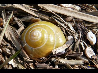 sciences cycle 3 adaptation au milieu con-ev-ad-s1a3