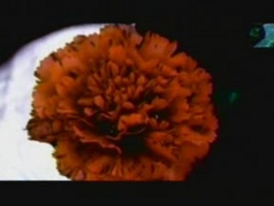 Kittie - what i always wanted(MCROB)