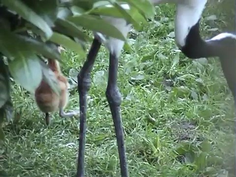 Birthday of the Red Crowned Crane- Grus Japonensis by Europeancranefoundation harry geurts C 2012 Belgium .