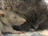 Chat et Souris s'♥  - Cat & Mouse in ♥