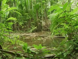 Polémica ley forestal en Brasil