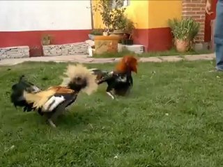 Topas de Pre Selección para  Derby 20 Mayo