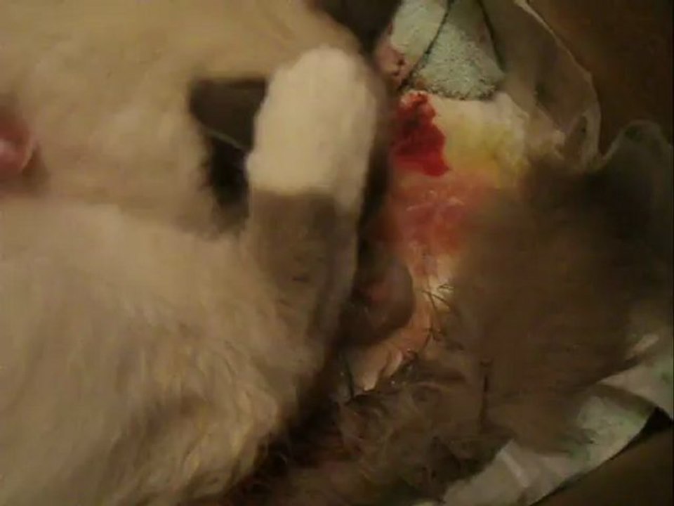 Mise bas Sacré de Birmanie ( fin )