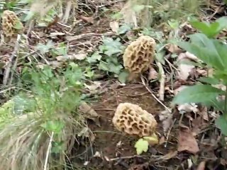 Trio de morilles blondes du 25 avril 2012