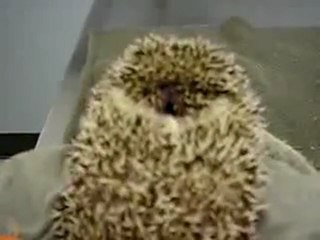 Un hérisson qui pleure comme un bébé