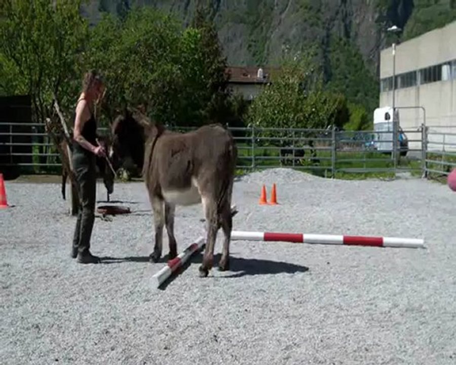 Mes ânes Pipo, latéral sur le T