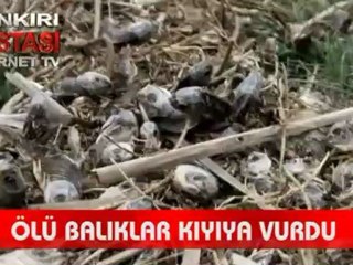 Büyük Gölde Ölü Balıklar Kıyıya Vurdu