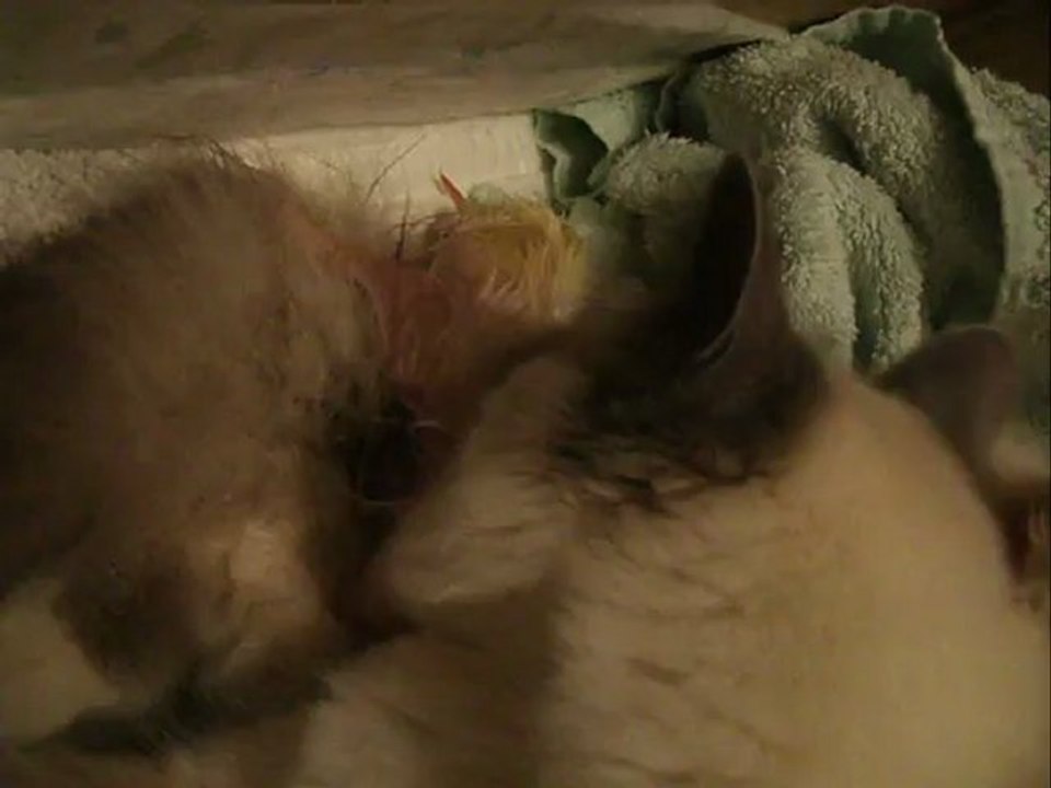 mise bas sacré de birmanie ( suite)