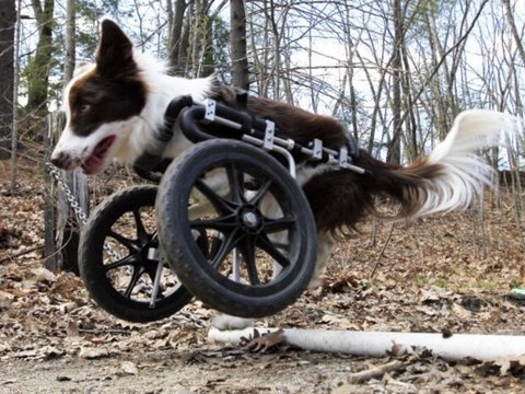 Roosevelt, le chien sur roues