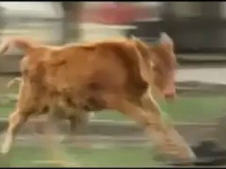 Walls to separate divided Abkhazia - 10 March 09