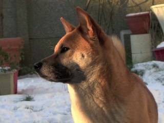 my shiba inu extrait du montage en cours !!