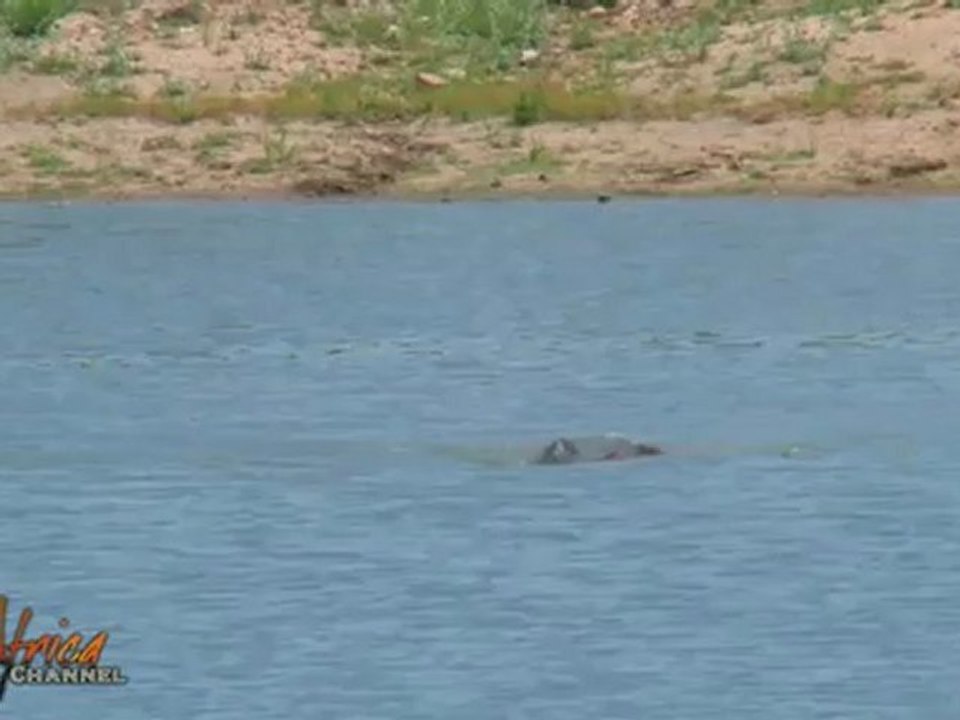 African Wildlife Hippo vs Hippo in Battle at Kruger National Park - Africa Travel Channel