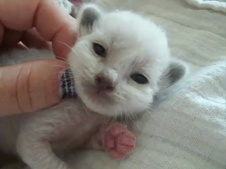 premiers ronronnement d'un petit chaton Sacré de Birmanie de 9 jours
