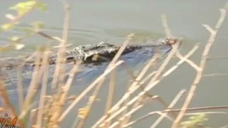 African Wildlife Crocodile Snatches Implala