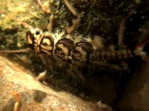 Perles et non-perles カワゲラの幼虫は生きて