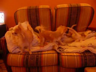 les zouaves font les fous !!!