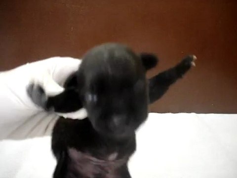 Chiot mâle n2 Elevage Hold up (né le 14/04/2012)