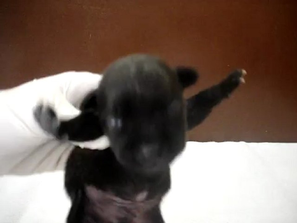 Chiot mâle n2 Elevage Hold up (né le 14/04/2012)