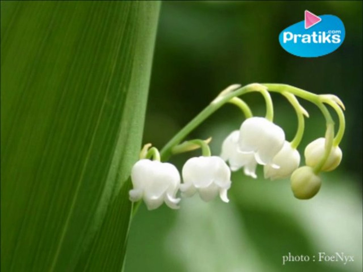 Pourquoi Offre T On Du Muguet Le 1er Mai Video Dailymotion