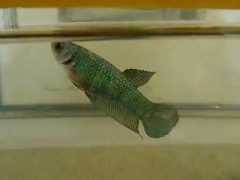 femelle métallique 5,5 mois