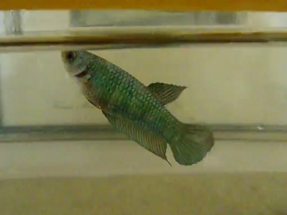 femelle métallique 5,5 mois