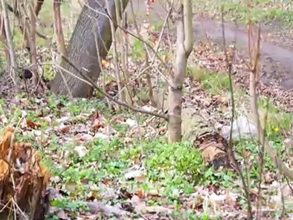 canon eos 5d mark iii test(1080p_H.264-AAC)