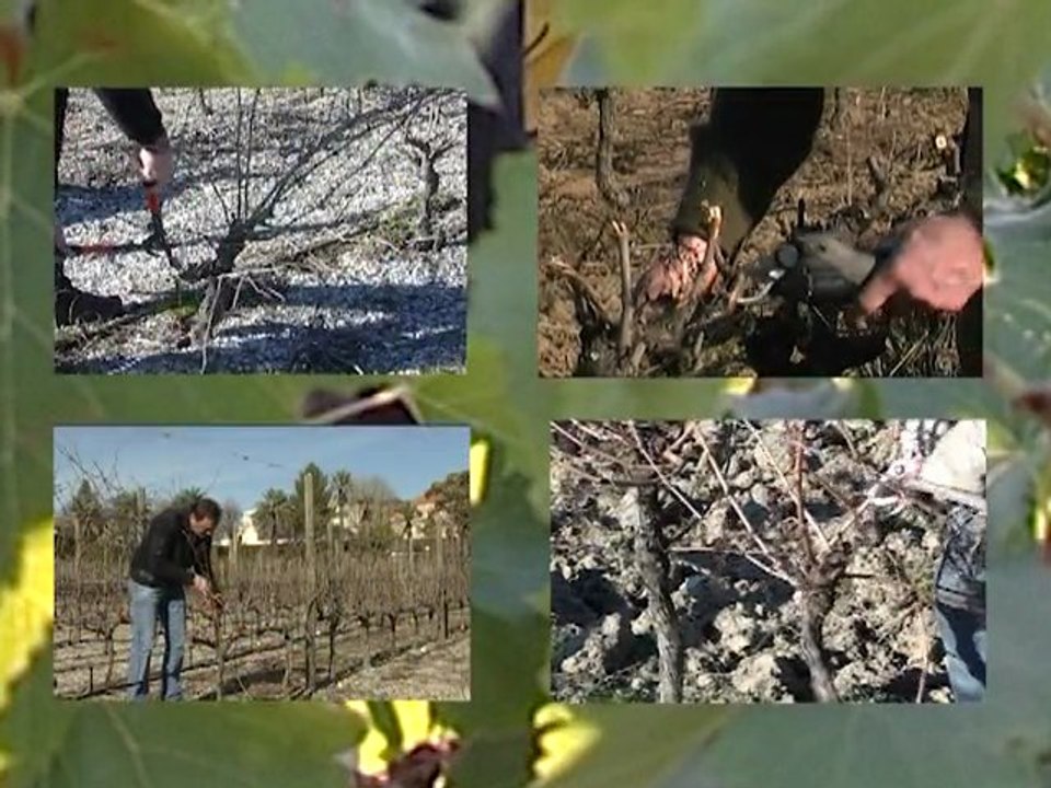 La taille de la vigne - 2011