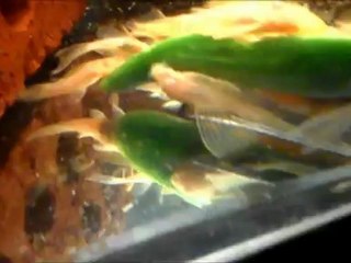 Longfin Albinoların salatalık şenliği