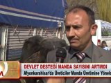 DEVLET DESTEĞİ MANDA SAYISINI ARTIRDI 20.04.2012