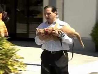 Cat Searches For PURRfect Acting Career in Hollywood