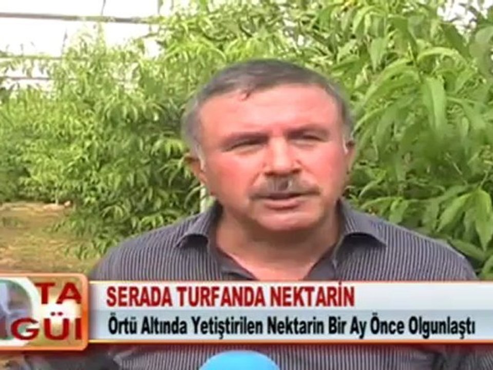 SERADA TURFANDA NEKTARİN 25.04.2012