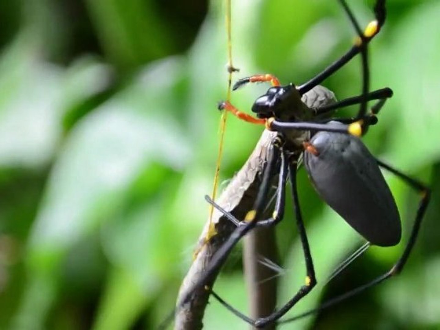 Giant Australian Spider Eats Snake