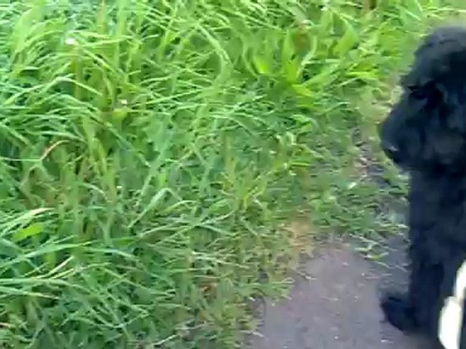 ballade au canal en laisse