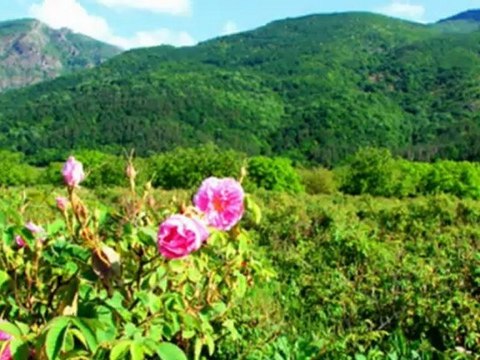 ALLEZ MON TROUPEAU (Hugues AUFRAY)