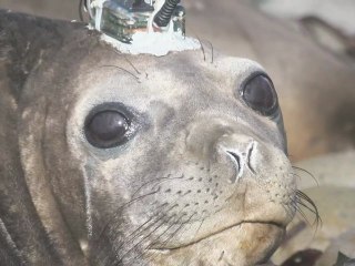 Eléphants de mer : espions des océans