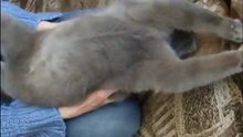 Зарядка для кота