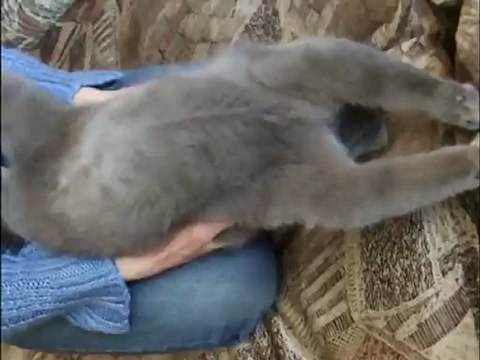 Зарядка для кота