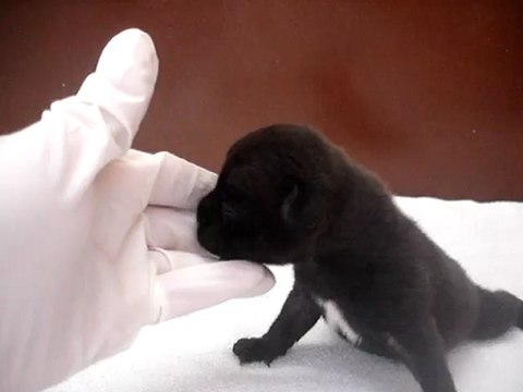 Chiot mâle n3 Elevage Hold up (né le 14/04/2012)