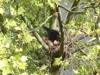 famille corbeau sans le renard !!