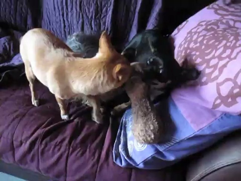 chihuahuas 2012-04 21  001