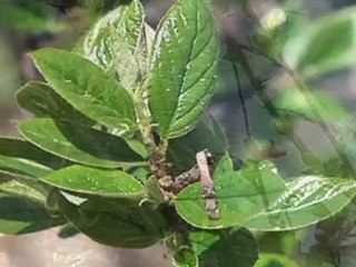 Why Are There Green Clouds Over Moscow?