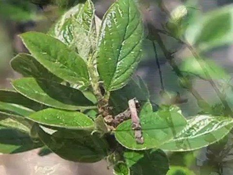 Why Are There Green Clouds Over Moscow?